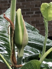 Magnolia macrophylla ashei