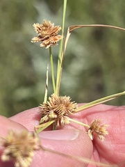 Cyperus acuminatus