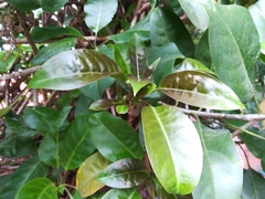 Solandra maxima