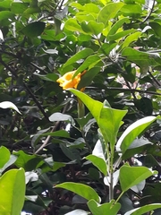 Solandra maxima