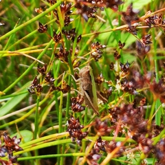 Chorthippus dorsatus