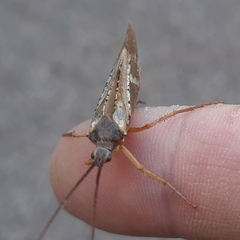 Nemotaulius