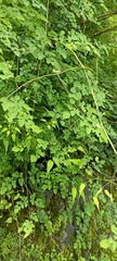Thalictrum foliolosum