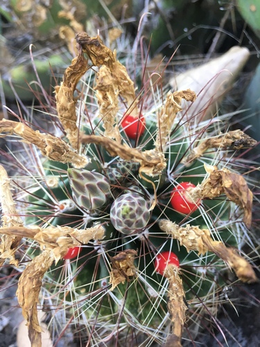 Miniature Barrel Cactus