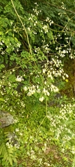 Thalictrum foliolosum