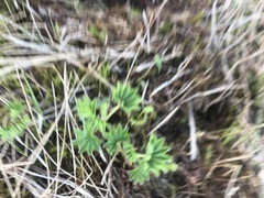 Alchemilla glomerulans