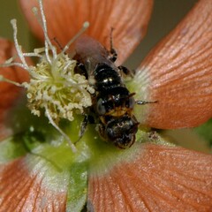 Macroteropsis