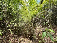 Elaeis oleifera