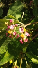Malpighia mexicana