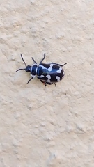 Kuschelina mathematica