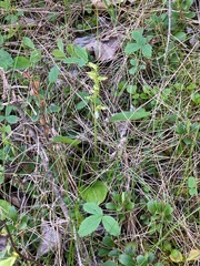 Platanthera obtusata