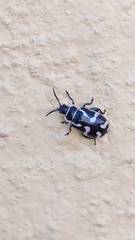 Kuschelina mathematica