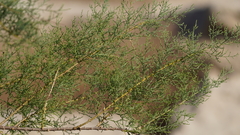Tamarix