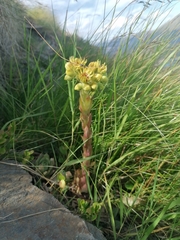 Sempervivum wulfenii