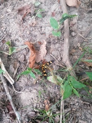 Phoenicoprocta hampsonii