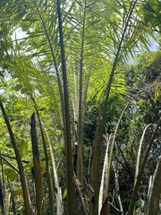Elaeis oleifera