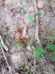 Phoenicoprocta hampsonii