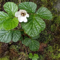 Rubus nepalensis