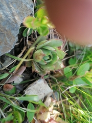 Sempervivum wulfenii