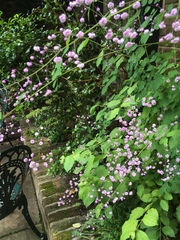 Thalictrum delavayi