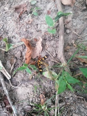 Phoenicoprocta hampsonii