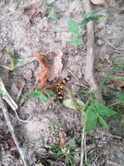 Phoenicoprocta hampsonii