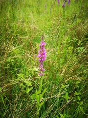 Lythrum salicaria