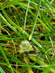 Olethreutes connectum