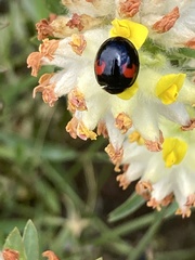 Harmonia axyridis
