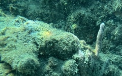 Coryphopterus dicrus