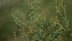 Tamarix