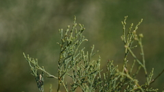 Tamarix