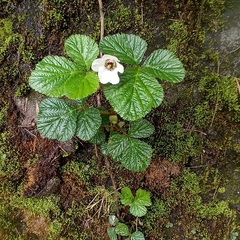 Rubus nepalensis