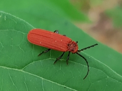 Lopheros rubens