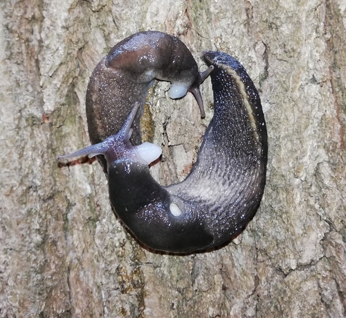Ash-black Slug (Limax cinereoniger)