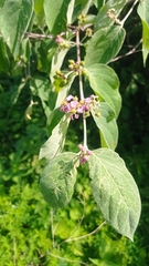 Malpighia mexicana