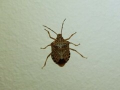 Halyomorpha halys