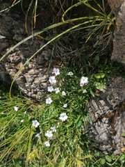 Heliosperma pusillum