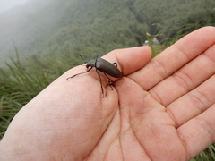 Andocamaria formosana