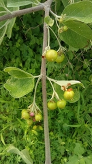 Malpighia mexicana