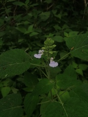 Salvia herbacea