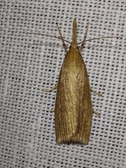 Schoenobius gigantella