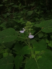 Salvia herbacea
