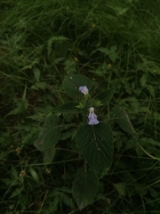 Salvia herbacea