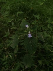 Salvia herbacea