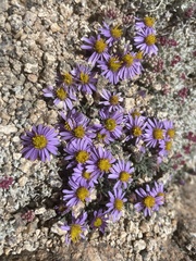 Erigeron clokeyi