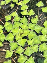 Trapa natans bispinosa