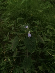 Salvia herbacea