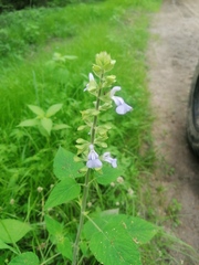 Salvia herbacea