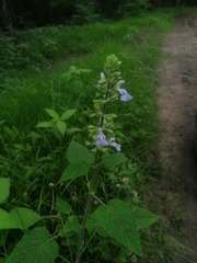 Salvia herbacea